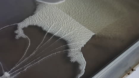 growth of a mold culture in a petri dish
