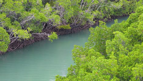 drone footage captures lush mangroves and winding river in vibrant tropical landscape with serene atmosphere