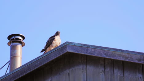 Prächtiger-Rotschwanzbussard,-Der-Sein-Lager-In-Einer-Steilen-Schlucht-Besucht