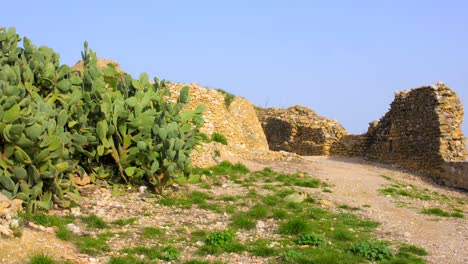 View-of-overgrowing-green-cactus-plants-in-the-remains-of-an-old-medieval-castle-in-Cervera-del-Maestre,-Castellon-province,-Spain-at-daytime