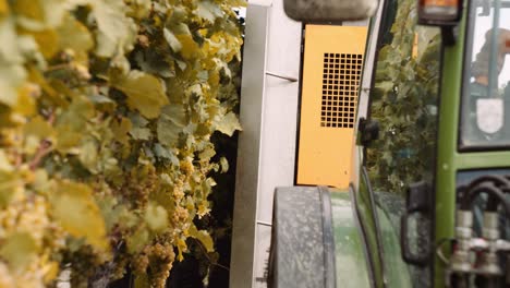 frontal view as vineyard row enters the mechanical harvester, grape harvest on farm