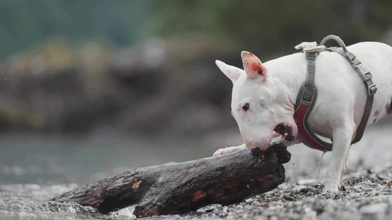 A small white terrier shakes off and plays with a piece of wood on the pebble beach