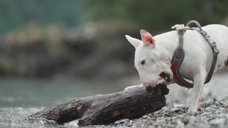 un pequeño terrier blanco se sacude y juega con un pedazo de madera en la playa de guijarros