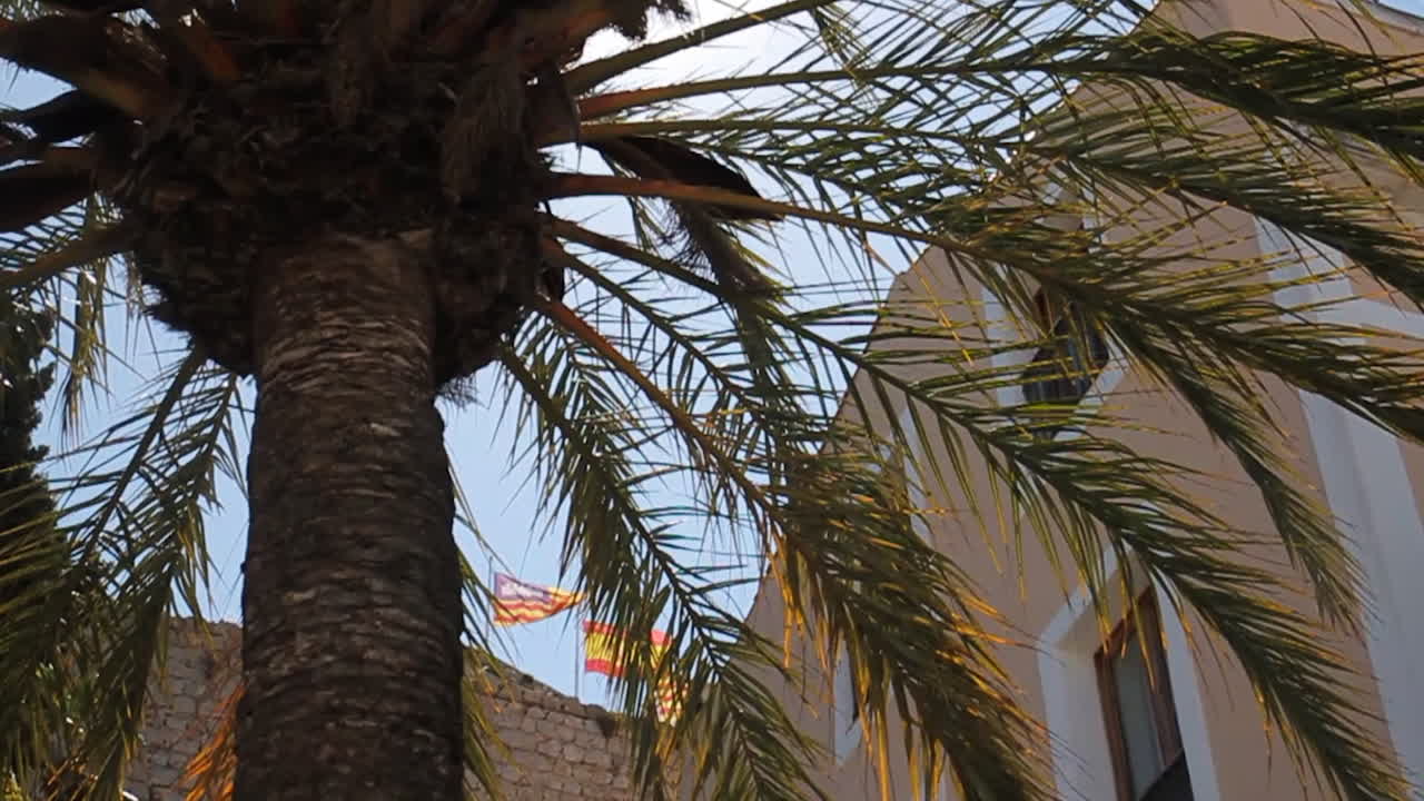 Palm tree and building view