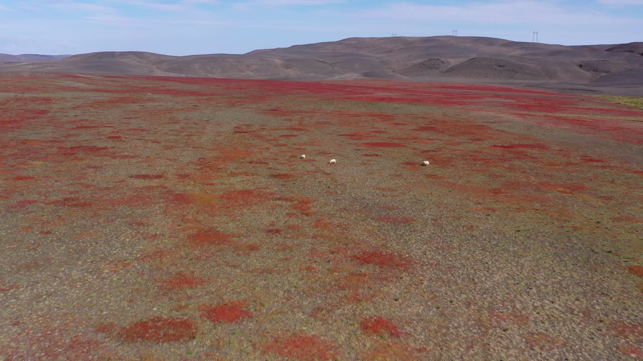 양 들 이 있는 은 사막 풍경 의 공중 풍경
