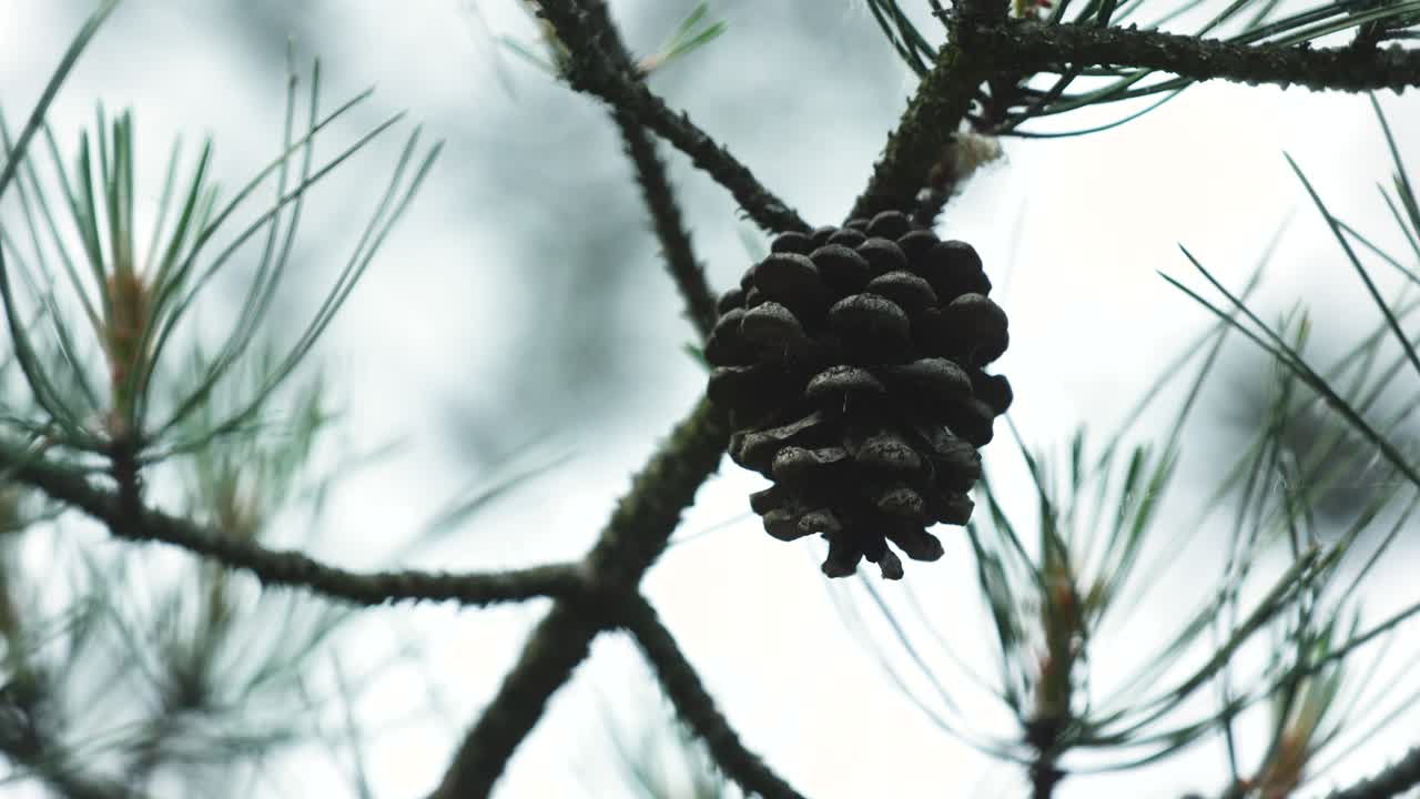 cono en el árbol en el viento ligero 2