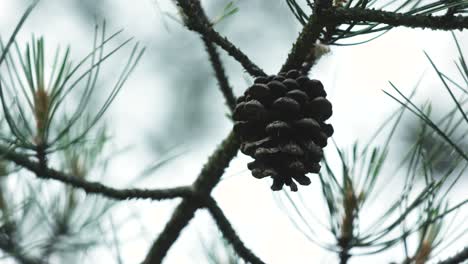 cone on the tree in the light wind 2