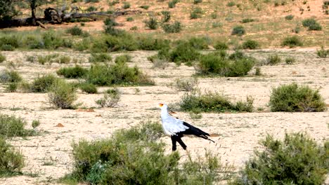 secretario del parque transfronterizo de kalahari, sudáfrica