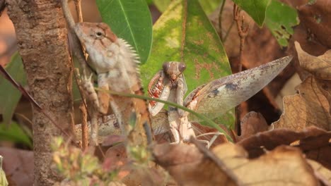 mantis hunting on lizard .