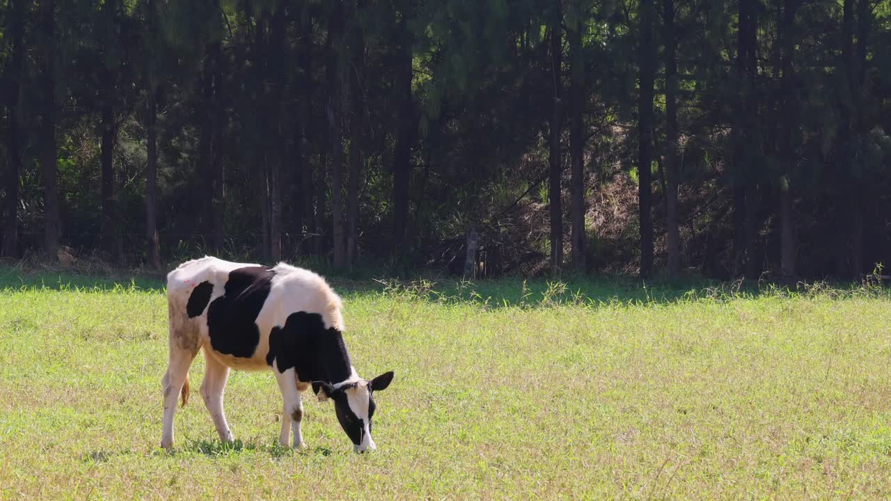 Holstein cow grazes on green pasture under bright sunlight, rural Thailand, static wide shot