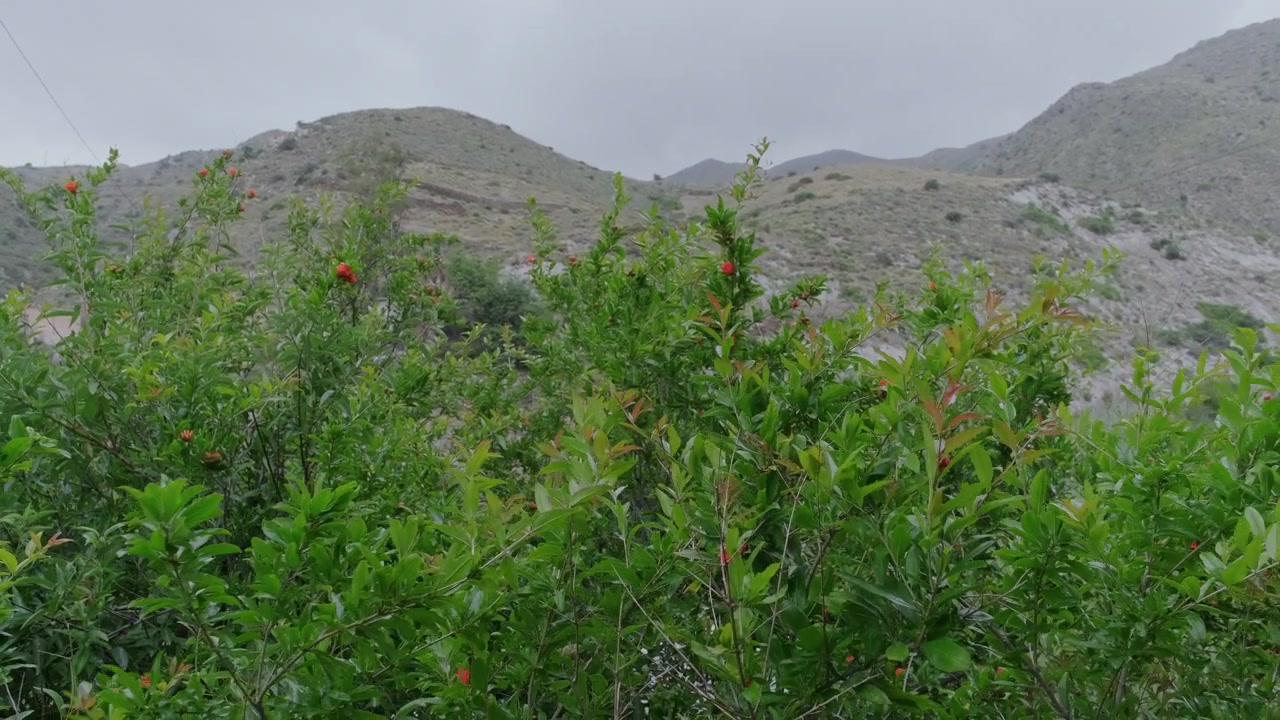 Rami di melograno (Punica Granatum) agitati dal vento davanti a montagne in Spagna, con i loro fiori in piena fioritura.