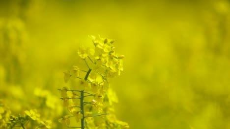 oilseed rape blooms very close nice weather with light wind 50fps