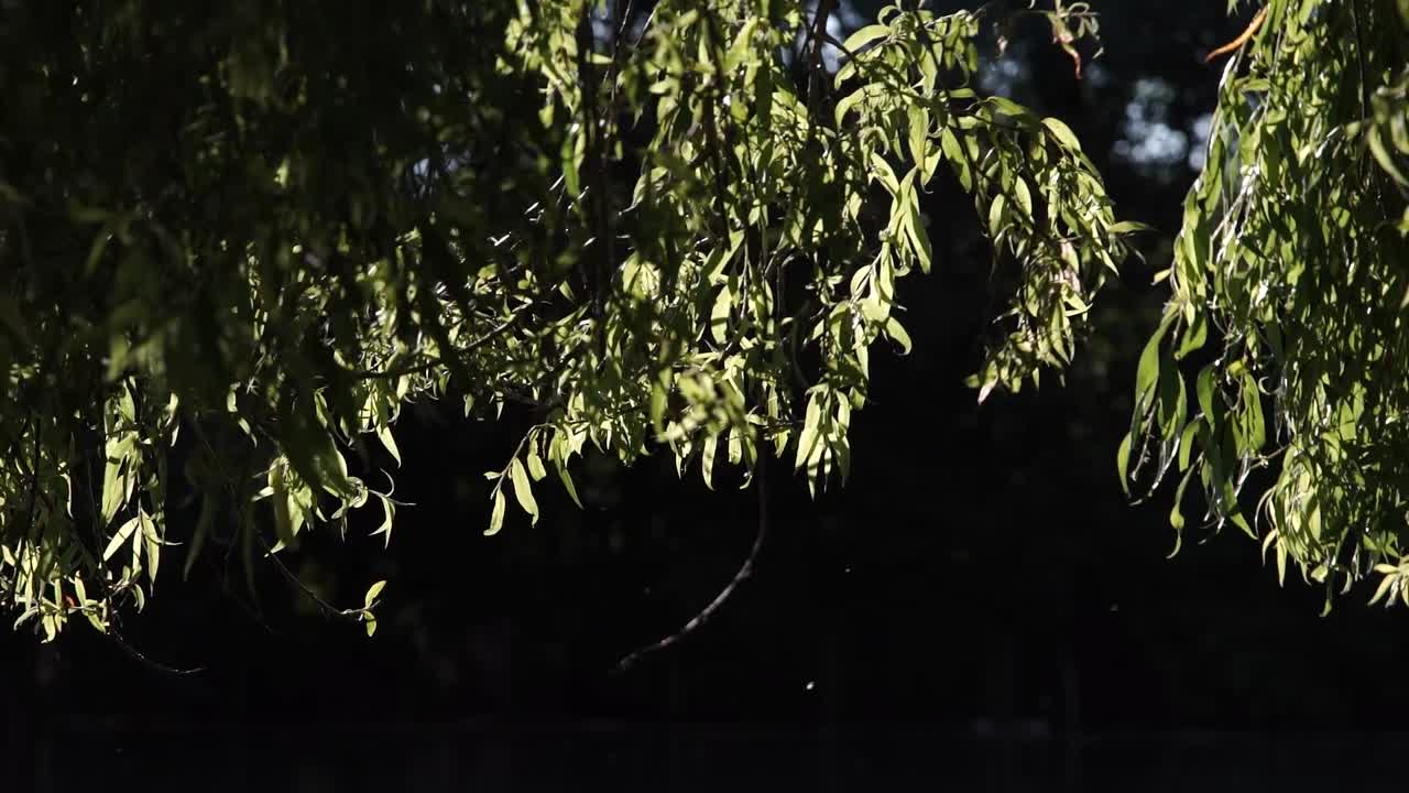 Hanging willow tree leaves gently swaying in afternoon sunlight above black lake