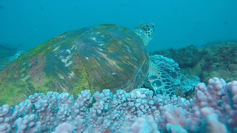 Ein-Unterwasservideo-Einer-Großen-Grünen-Meeresschildkröte,-Die-Ihren-Panzer-An-Einem-Weichkorallenschwamm-Reibt