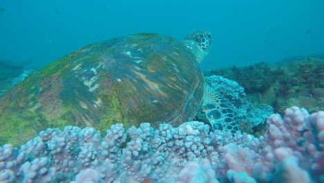 Un-Video-Submarino-De-Una-Gran-Tortuga-Marina-Verde-Frotando-Su-Caparazón-Contra-Una-Esponja-De-Coral-Blando