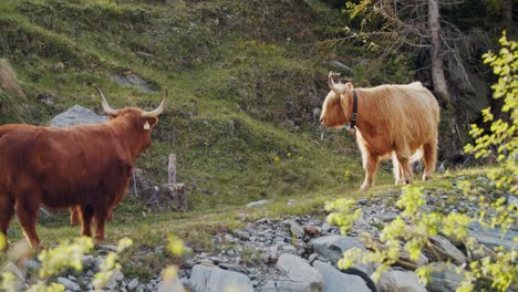 highland cow's with bells horn and fluffy fur in a organic farm in the alps