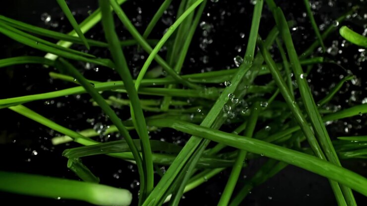 Fresh Green Chives with Water Droplets Splashing on Black Background