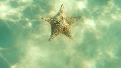 red cushion sea star on shimmering seafloor covered with sand