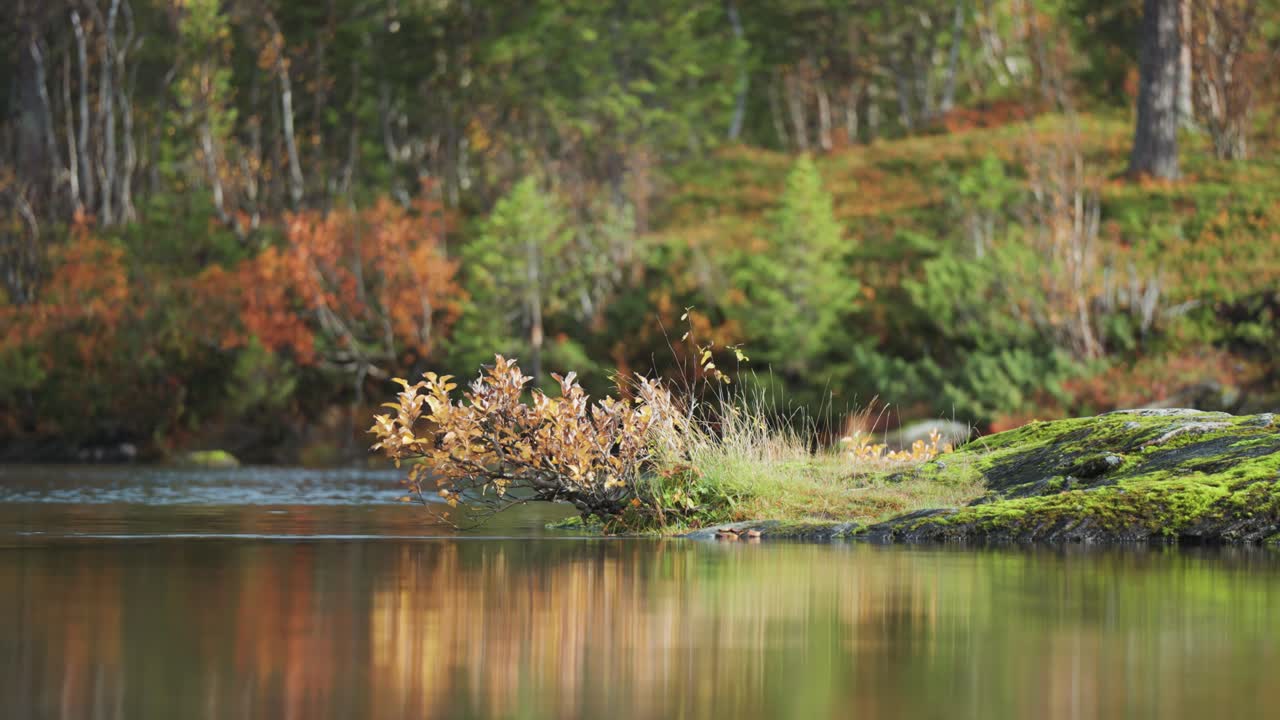 Delve into the tranquility of a slow-flowing river as a small tree gracefully hangs above from a moss-covered rocky outcrop
