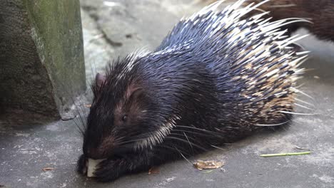 wildlife close up shot of a cute malayan porcupine or himalayan porcupine, hystrix brachyura covered with spiky quills eating delicious and tasty roots on the ground with two hands holding it