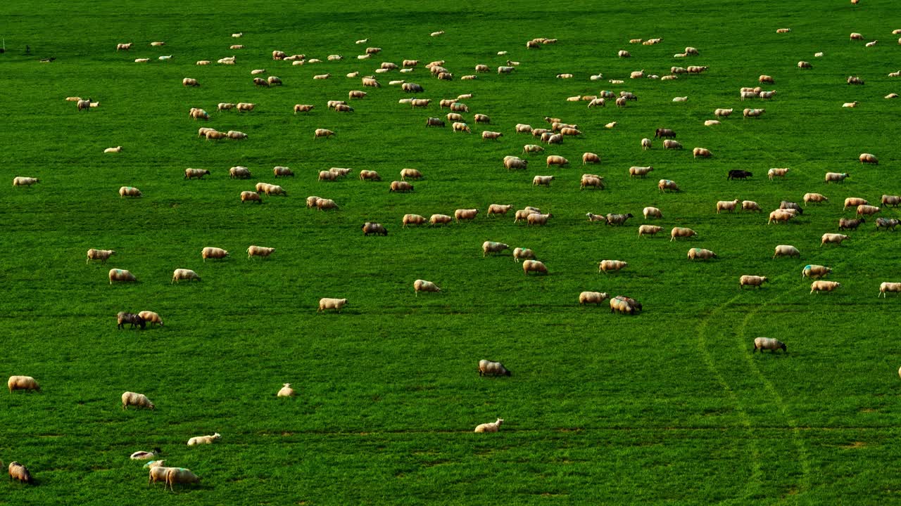 Aerea: campo verde pieno di pecore bianche e nere che camminano di giorno, all'aperto, ripresa panoramica con drone
