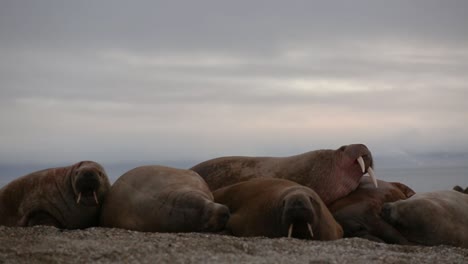 a walrus mail is on top of others while moving his body in order to accommodate himself or scratching