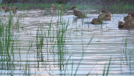 slow motion - ducks are bathing in a pond overgrown with water grass