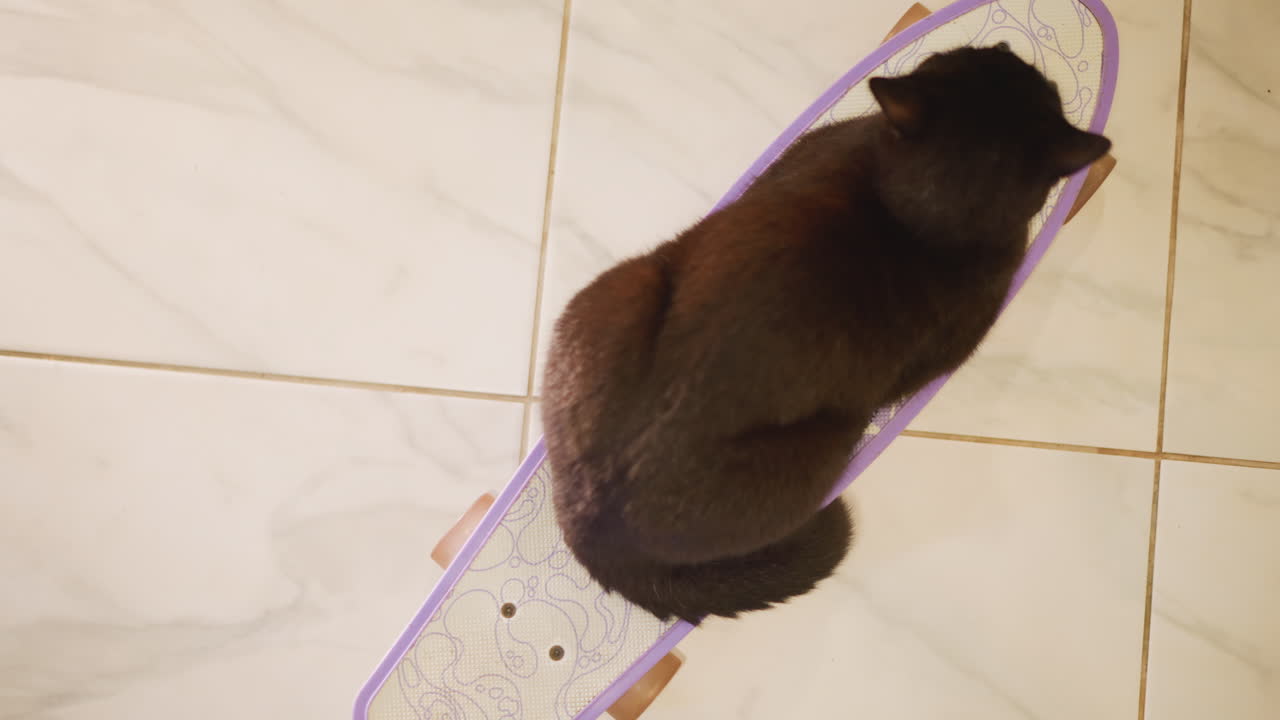 Felino si rilassa in casa. Gatto si sdraia sul pavimento della cucina. Calma mattina domestica con un felino comodamente seduto nelle vicinanze. Ambiente cucina illuminato dal sole con un gatto tranquillo seduto sul pavimento piastrellato.