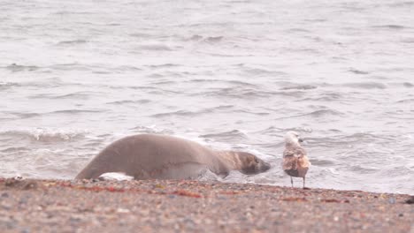 Female-Elephant-Seal-enters-the-sea-with-a-splash-for-a-swim-from-the-beach-as-a-Sea-gull-observes-her