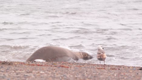 Female Elephant Seal enters the sea with a splash for a swim from the beach as a Sea gull observes her