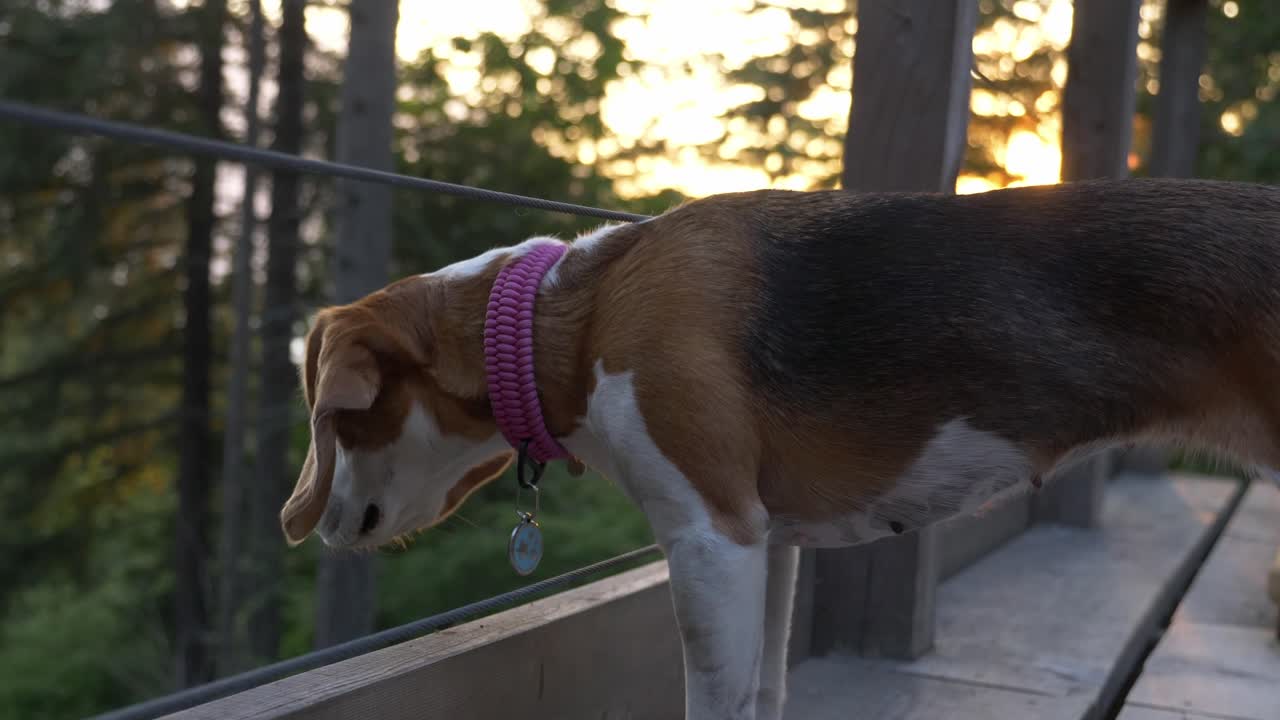 perro beagle hembra de pie en una plataforma de observación en columbia británica, canadá