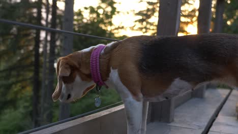 female beagle dog standing on viewing platform in british columbia, canada