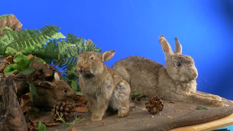 rabbits museum display on bluescreen