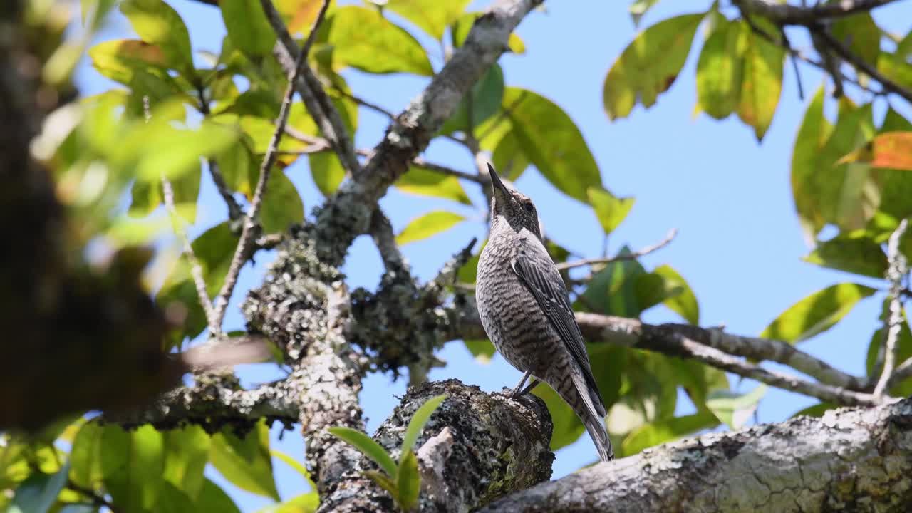 푸른 바위 아구창, monticola solitarius