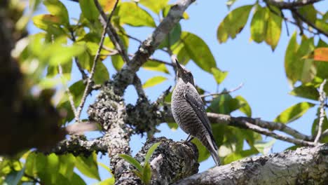 zorzal solitario, monticola solitarius
