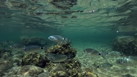 vista submarina de la escuela de peces besugo nadando en aguas cristalinas y poco profundas del mar en córcega, francia