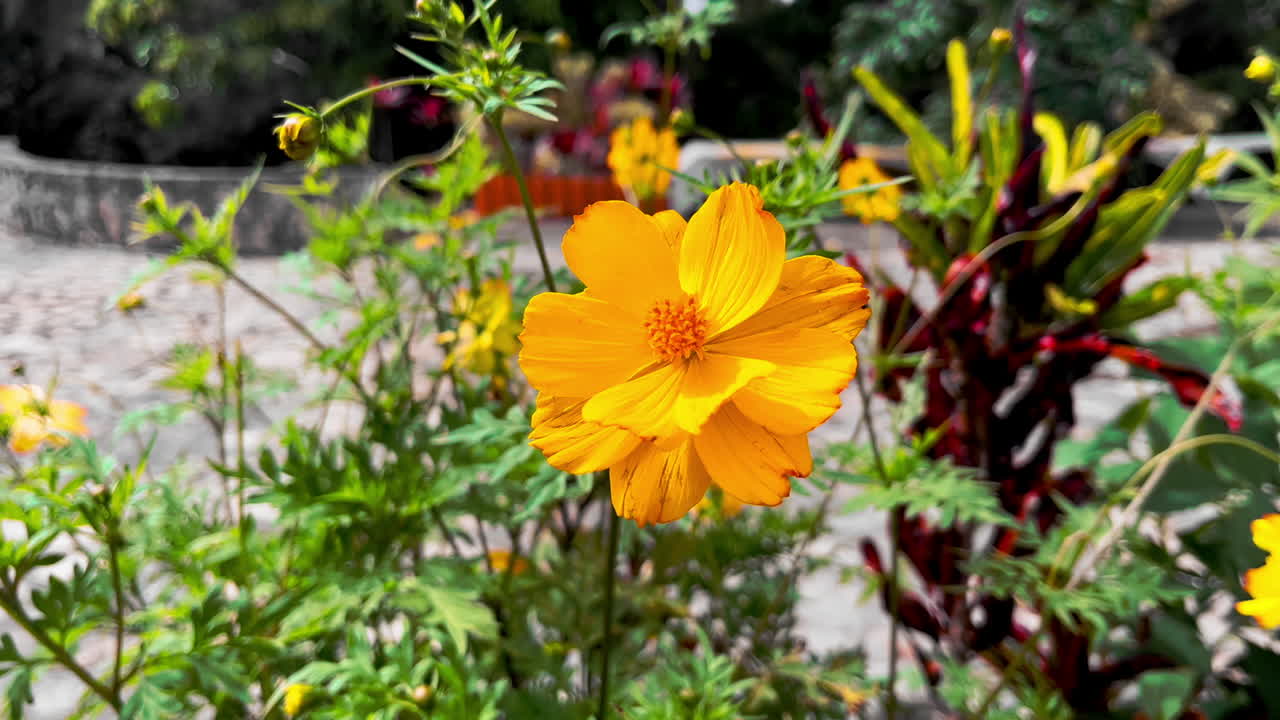 Close up shot of Cosmos Sulphureus flower in the garden of the Cristo Redentor Monument