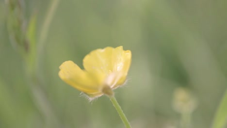 buttercup flower in meadow macro soft focus