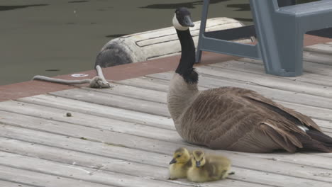 a mother canada goose guards her two goslings on a dock