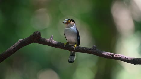 Facing-to-the-left-with-a-spider-in-its-mouth-as-it-looks-around,-Silver-breasted-Broadbill-Serilophus-lunatus,-Thailand