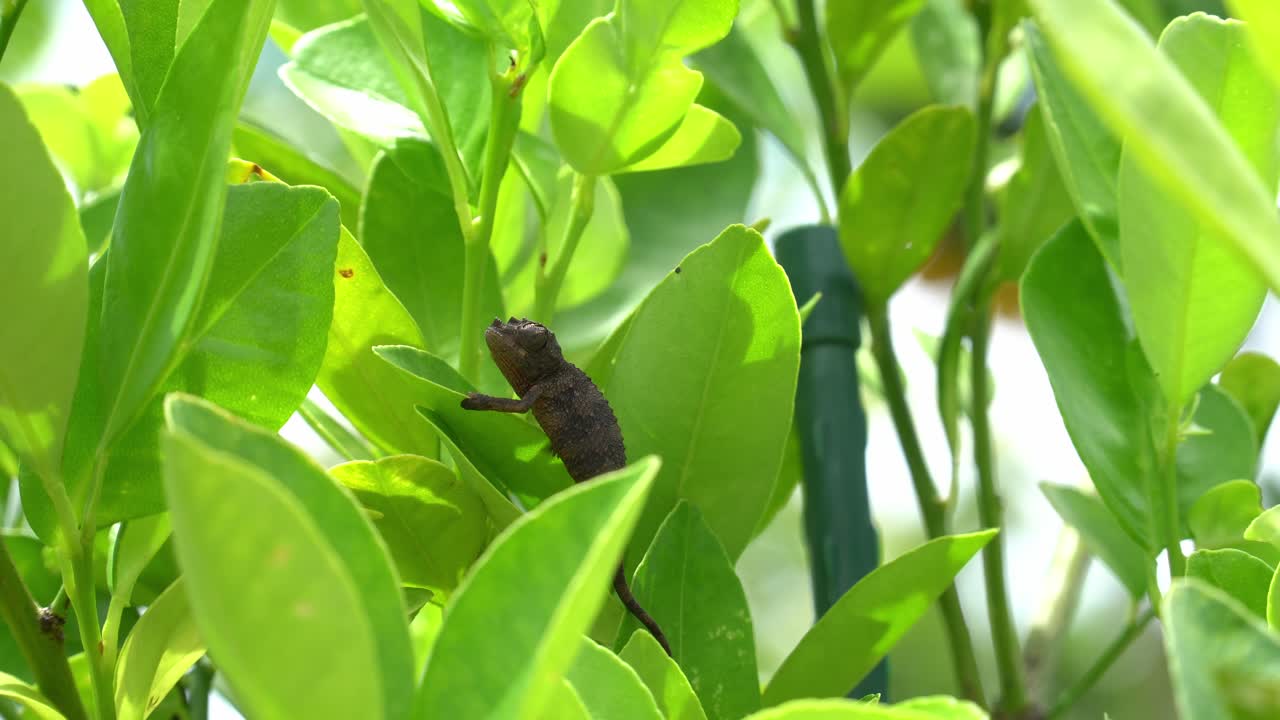 바람이 불는 날 에 새끼 잭슨 카멜레온 의 근접 사진
