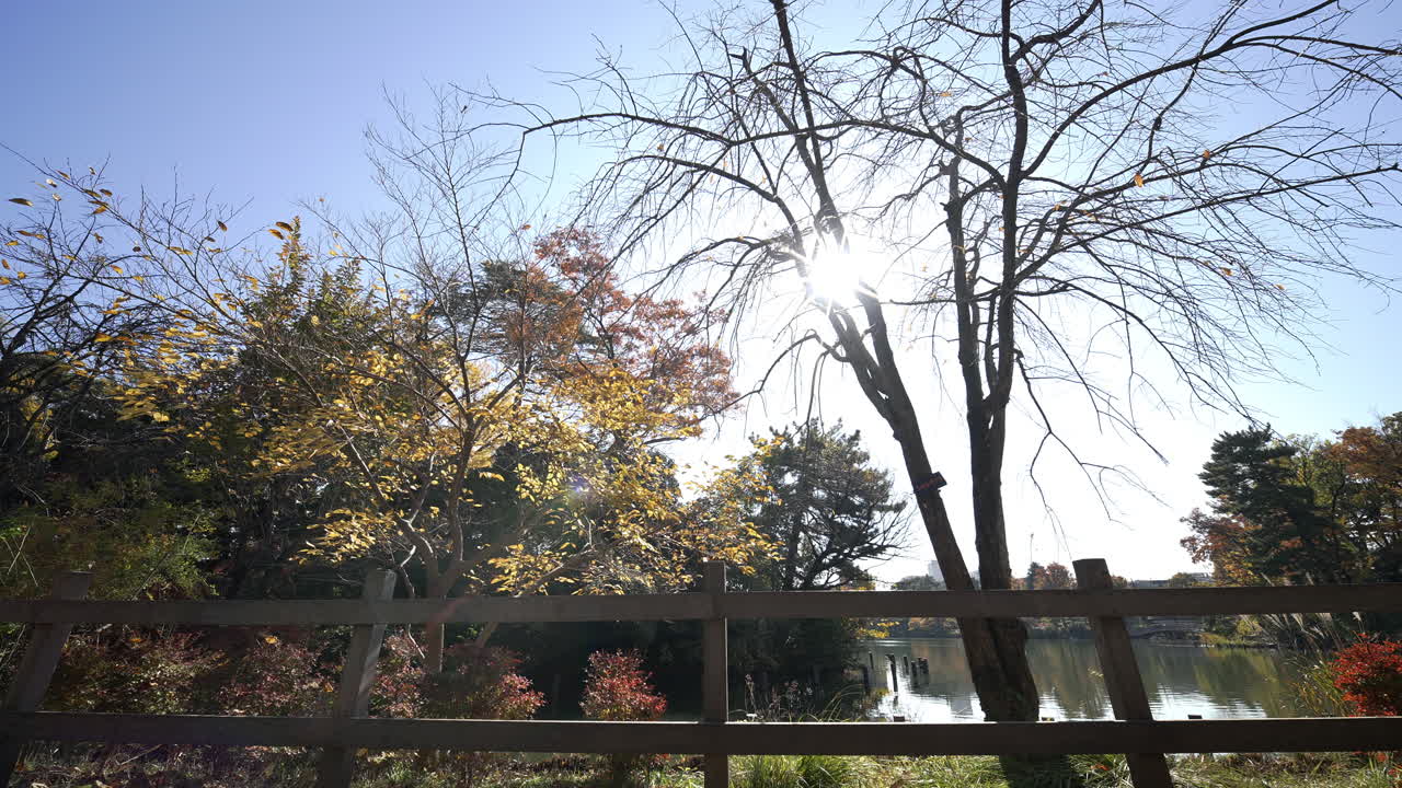 木漏れ日が差し込む日本の公園の穏やかな秋の朝。