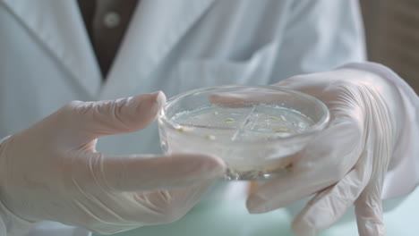 scientist examining plant growth in petri dish