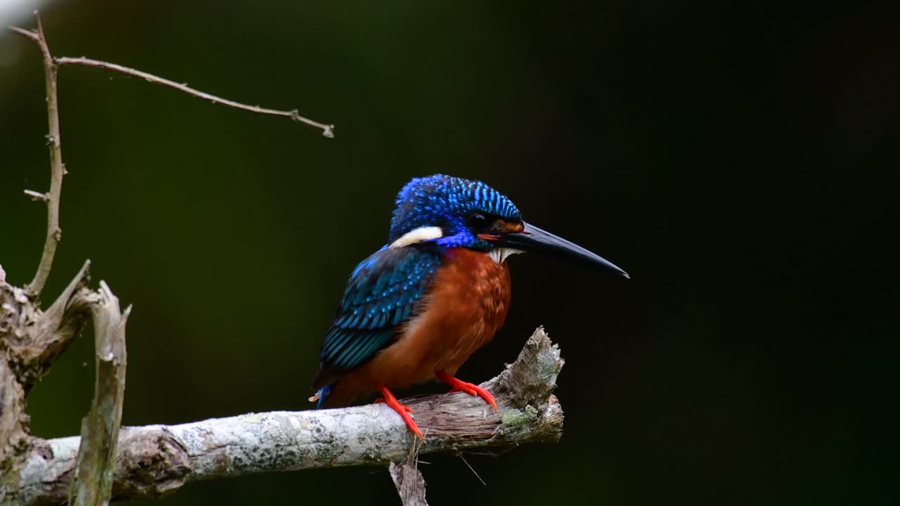 el martín pescador de orejas azules es un pequeño martín pescador que se encuentra en tailandia y es buscado por los fotógrafos de aves debido a sus hermosas orejas azules, ya que también es un pájaro lindo para observar