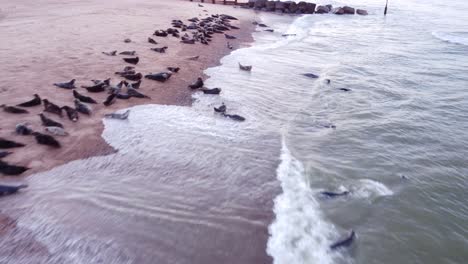 Aerial-shot,-tracking-backwards-above-a-herd-of-grey-seals-as-some-hobble-down-the-beach-entering-the-surf-and-swimming-off,-Horsey-Gap,-Norfolk,-England