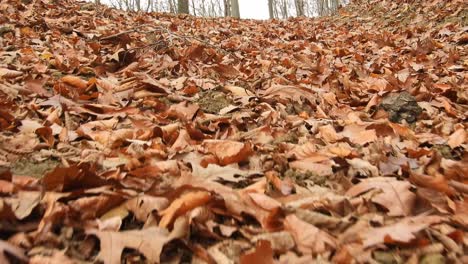 Walk-in-the-forest-with-autumn-leaves-on-the-ground-and-sun-coming-through-trees