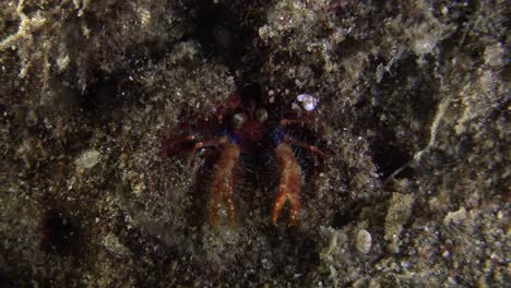 squad lobster coming out of burrow at night