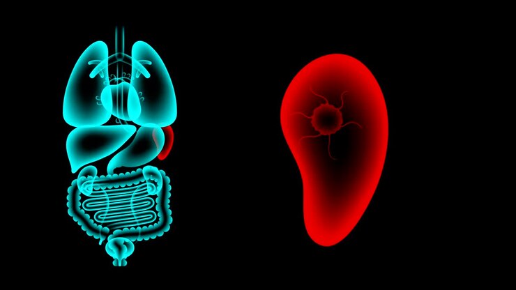 Human Male Organs X-ray set, Spleen infection concept idea red color illustration isolated glow in the dark background, seamless looping animation 4K with copy space