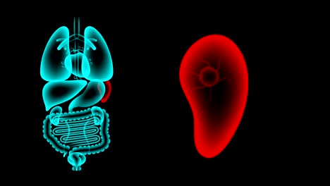 conjunto de rayos x de órganos masculinos, infección del bazo idea concepto ilustración de color rojo brillo aislado en el fondo oscuro, animación de bucle sin costuras 4k con espacio de copia