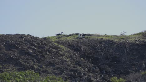 Un-Albatros-De-Laysan-Llama-A-Su-Pareja-Desde-Lo-Alto-De-Una-Montaña-Que-Domina-La-Colonia-De-Islas-En-Hawai.